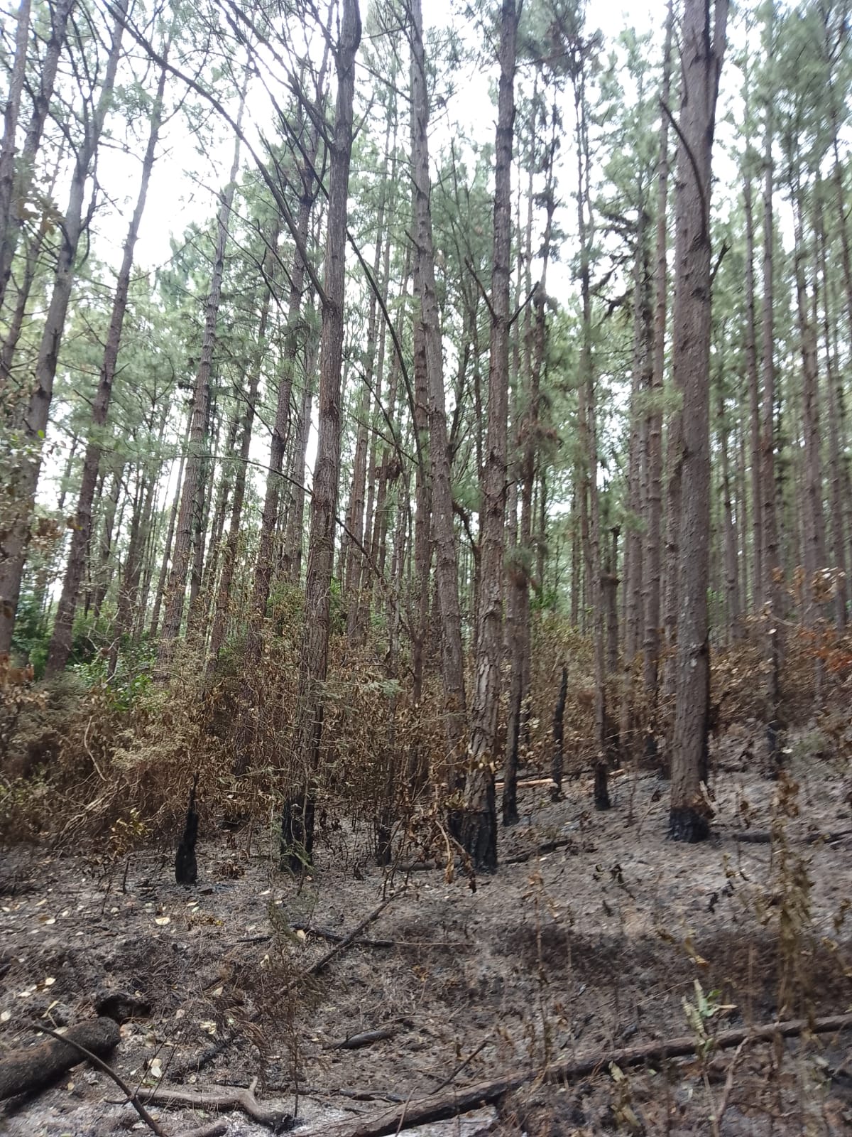 Bayern Forestal Sa De Cv - ANISOTROPÍA Esta propiedad es poco